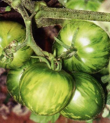 柿都绿彩球——小番茄种子